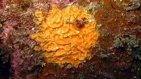 100 Bryozoaire encroutant orange (Parasmittina rouvillei)